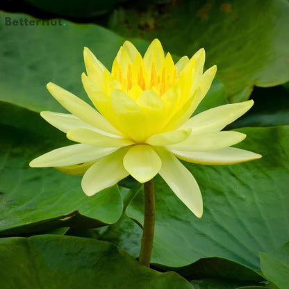 Japanese Bonsai Multicolor Bowl Lotus Flower Seeds