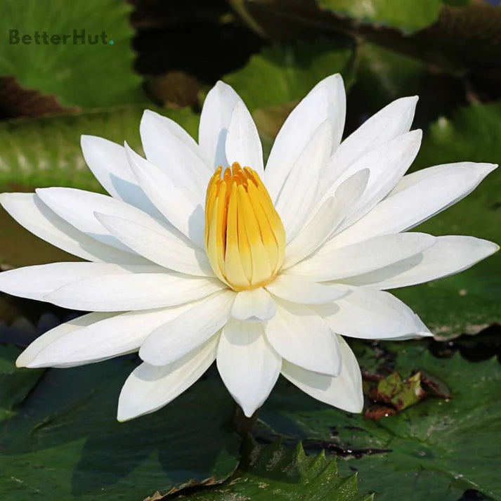 Japanese Bonsai Multicolor Bowl Lotus Flower Seeds