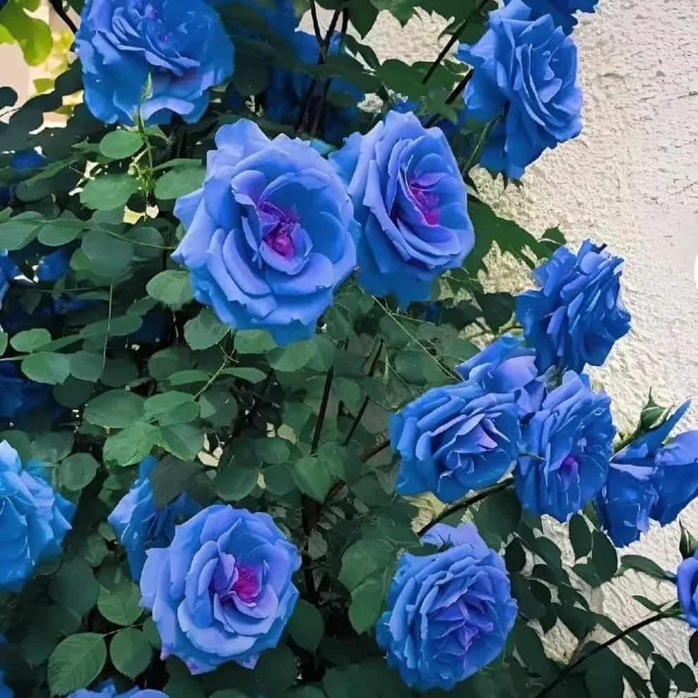 Blue Climbing Rose Seeds