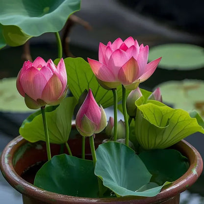 Japanese Bonsai Multicolor Bowl Lotus Flower Seeds