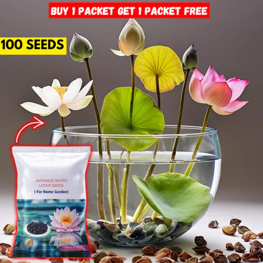 Japanese Bonsai Multicolor Bowl Lotus Flower Seeds (7 Days Germination)